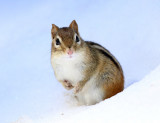 Eastern Chipmunk - Tamias striatus