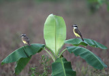 Great Kiskadee - Pitangus sulphuratus