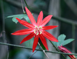 Crimson Passion Flower - Passiflora vitifolia