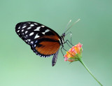 Polymorphic Longwing - Heliconius hecale