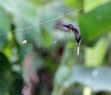 Long-billed Hermit - Phaethornis longirostris (checking out a spider web)
