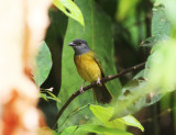 Gray-headed Tanager - Eucometis penicillata