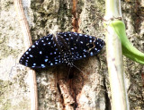 Starry Night Cracker - Hamadryas laodamia