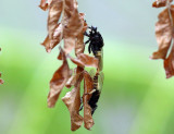 Robber Flies mating