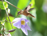 Stripe-throated Hermit - Phaethornis striigularis