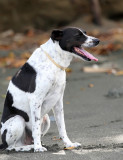 Muppy sitting on the beach