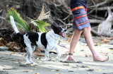 Muppy running around on the beach