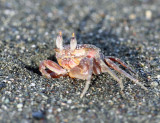 Ghost Crab - Ocypode gaudichaudii