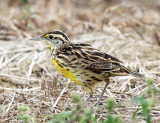 Eastern Meadowlark - Sturnella magna