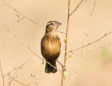 Red-breasted Blackbird - Sturnella militaris (juvenile)