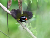 Orange-billed Sparrow - Arremon aurantiirostris