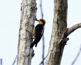 Golden-naped Woodpecker - Melanerpes chrysauchen