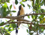 Mangrove Cuckoo - Coccyzus minor