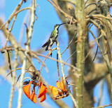 Veraguan Mango - Anthracothorax veraguensis (female)