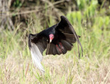 Turkey Vulture - Cathartes aura