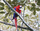 Scarlet Macaw - Ara macao