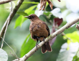 Clay-colored Thrush - Turdus grayi