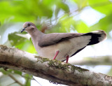 White-tipped Dove - Leptotila verreauxi