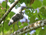 Bare-throated Tiger-Heron - Tigrisoma mexicanum