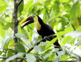 Yellow-throated Toucan - Ramphastos swainsonii