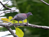 Pale-vented Pigeon - Patagioenas cayennensis