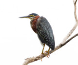 Green Heron - Butorides virescens