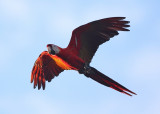 Scarlet Macaw - Ara macao