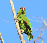 Red-lored Parrots - Amazona autumnalis