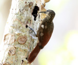 Cocoa Woodcreeper - Xiphorhynchus susurrans (hammering away)