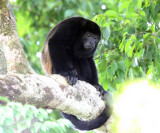 Mantled Howler Monkey - Alouatta palliata