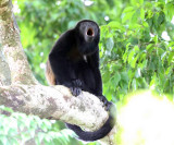 Mantled Howler Monkey - Alouatta palliata