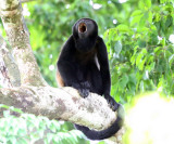 Mantled Howler Monkey - Alouatta palliata