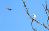 Pearl Kite - Gampsonyx swainsonii (divebombed by a Tropical Kingbird)