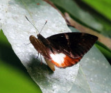 Giant Sugar Cane Borer - Castnia licus