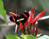 Common Longwing - Heliconius erato