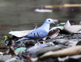 Blue Ground-Dove - Claravis pretiosa