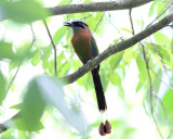 Lessons Motmot - Momotus coeruliceps