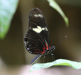 The Doris -  Heliconius doris