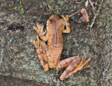 Gladiator Tree Frog - Hypsiboas rosenbergi
