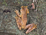 Gladiator Tree Frog - Hypsiboas rosenbergi