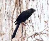 Smooth-billed Ani - Crotophaga ani