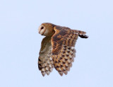 Barn Owl - Tyto alba