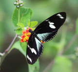 The Doris - Heliconius doris