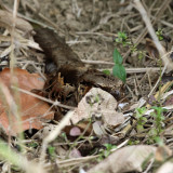 Common Pauraque - Nyctidromus albicollis