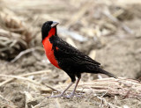 Red-breasted Blackbird - Sturnella militaris (male)