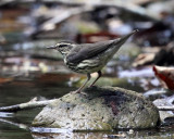 Louisiana Waterthrush - Parkesia motacilla