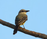 Tropical Kingbird - Tyrannus melancholicus 