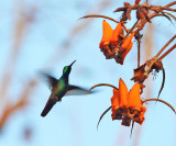 Veraguan Mango - Anthracothorax veraguensis (male)