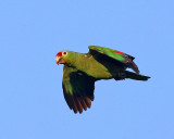 Red-lored Parrot - Amazona autumnalis