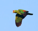 Red-lored Parrot - Amazona autumnalis